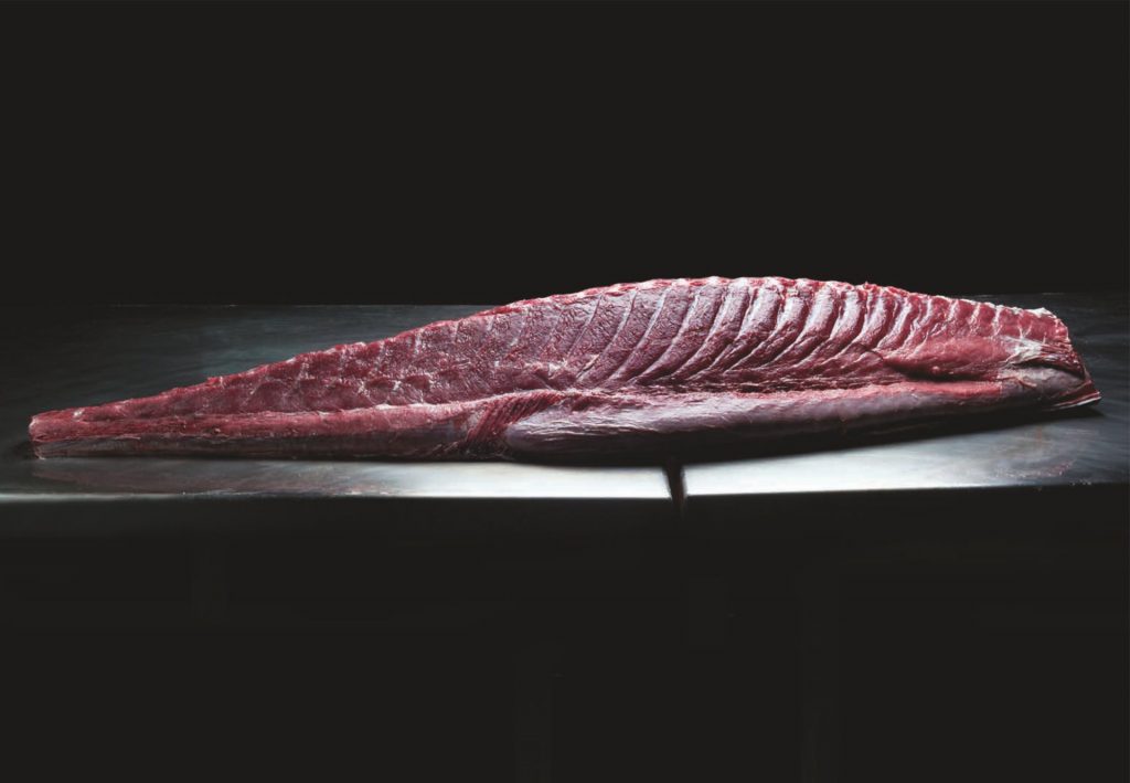 XI Jornadas del Atún Rojo del Mediterráneo, pesca sostenible